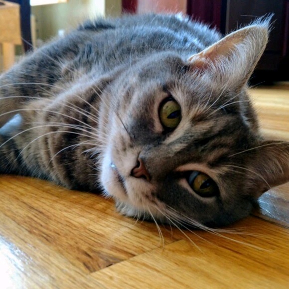 Meet your Posher, Elizabeth - Picture 1 of 1